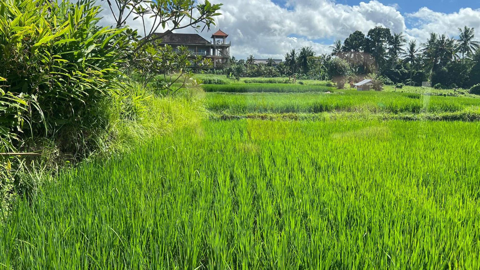 Villa Karma Ubud Exteriér fotografie